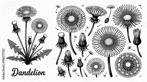 A detailed black and white illustration showcases various stages of dandelion life from budding flowers to seed heads with floating parachutes high quality professional modern elegant