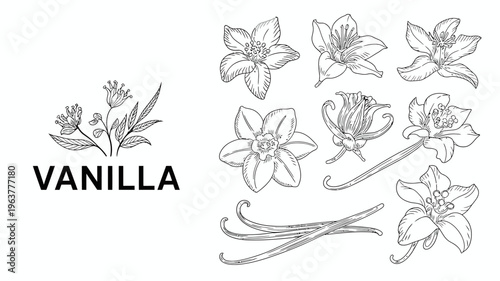 A detailed botanical illustration showcases vanilla flowers leaves and bean pods accompanied by the word vanilla in bold lettering high quality professional modern elegant stylish clean
