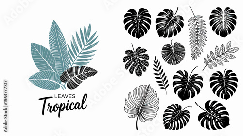 An artistic arrangement of tropical leaves is displayed showcasing a variety of shapes colors and patterns in a botanical illustration high quality professional detailed modern elegant