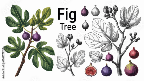 A vintage botanical illustration depicts fig tree branches with vibrant green leaves purple figs and detailed cross sections high quality professional modern elegant stylish clean crisp