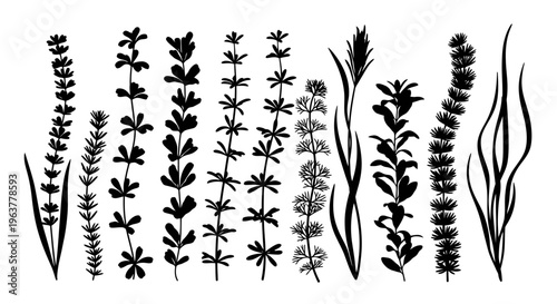 Black silhouettes of various plant species.