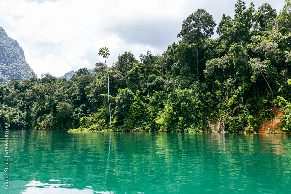 Fototapeta premium Palm tree and forest view at Cheow Lan Lake in Khao Sok National Park