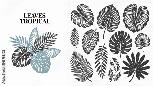 A collection of diverse tropical leaves is displayed in a monochrome and teal aesthetic presenting various shapes and detailed venation high quality professional modern elegant stylish