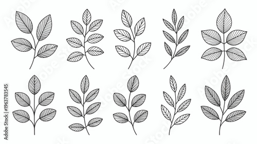 A collection of delicate hand drawn leaf illustrations in black and white arranged against a clean white background high quality professional detailed modern elegant stylish crisp