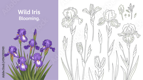 A vibrant botanical illustration showcases purple wild irises alongside detailed monochrome line drawings of the same flowers high quality professional modern elegant stylish clean crisp colorful