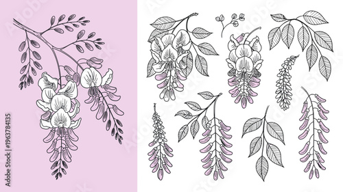 A delicate botanical illustration showcases several wisteria and foliage arrangements rendered in a vintage hand drawn style with subtle pink accents high quality professional detailed modern