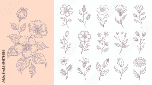 A collection of delicate hand drawn floral illustrations showcases various blossoming flowers and leafy stems in a muted vintage style high quality professional detailed modern elegant