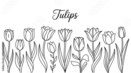 A decorative illustration features a row of simple outlined tulips with leaves presented above the handwritten word tulips high quality professional detailed modern elegant stylish clean