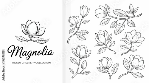 A collection of delicate magnolia flower sketches and branches are displayed accompanied by elegant cursive typography high quality professional detailed modern stylish clean crisp vibrant colorful