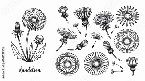 A detailed botanical illustration showcases various stages of dandelion life from bud to seed head rendered in monochrome high quality professional modern elegant stylish clean crisp