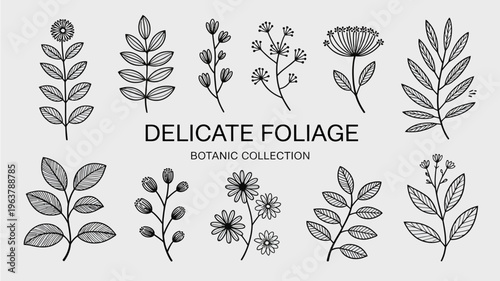 A collection of delicate hand drawn botanical illustrations featuring various leaves flowers and sprigs in black and white high quality professional detailed modern elegant stylish clean