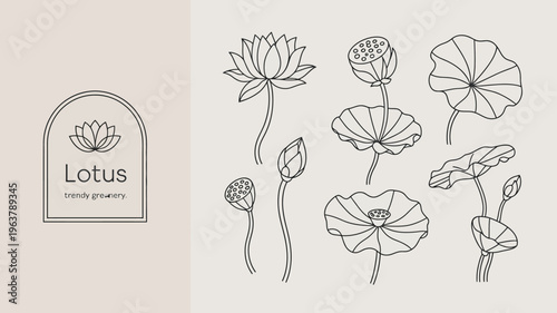 An elegant botanical illustration showcases various stages of lotus flowers and leaves in a minimalist line art style high quality professional detailed modern stylish clean crisp