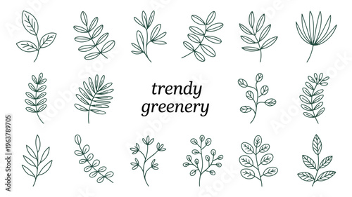 A collection of hand drawn botanical illustrations featuring various leaf shapes and arrangements styled with a trendy aesthetic high quality professional detailed modern elegant stylish clean