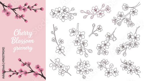 This image showcases a collection of cherry blossom illustrations with both colored and line art depictions of branches and blooms high quality professional detailed modern elegant