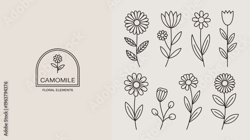 A minimalist illustration displays various line art chamomile flowers and botanical elements set against a soft neutral beige background high quality professional detailed modern elegant stylish
