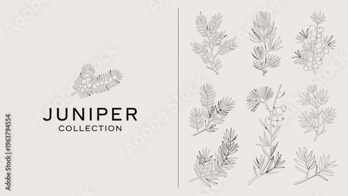 A minimalist illustration showcases various sprigs and branches of juniper plants alongside the text juniper collection high quality professional detailed modern elegant stylish clean crisp vibrant