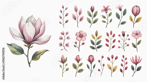 A watercolor illustration depicts a collection of magnolia blossoms and sprigs showcasing varying stages of bloom and delicate leaf details high quality professional detailed modern elegant