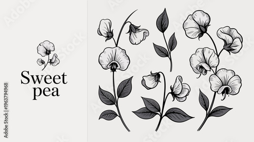 A delicate botanical illustration showcases a cluster of sweet pea flowers and foliage in a vintage monochrome style high quality professional detailed modern elegant stylish clean