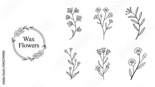 A collection of delicate hand drawn floral illustrations featuring wax flowers and leafy stems arranged on a white background high quality professional detailed modern elegant stylish