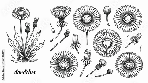 A vintage style illustration depicts various stages of a dandelion s life cycle from bud to seed head high quality professional detailed modern elegant stylish clean
