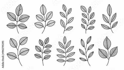 A collection of delicate hand drawn leaf illustrations arranged in a grid showcasing various botanical shapes and sizes in black and white high quality professional detailed