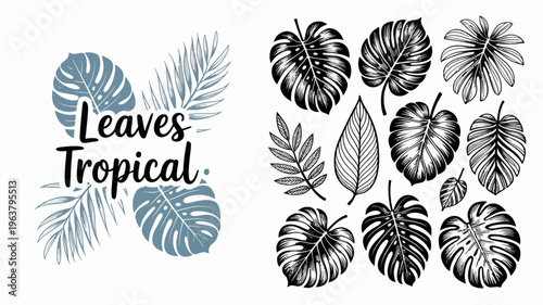 A collection of diverse tropical leaves is artistically arranged showcasing varying shapes sizes and shades of gray and teal high quality professional detailed modern elegant stylish