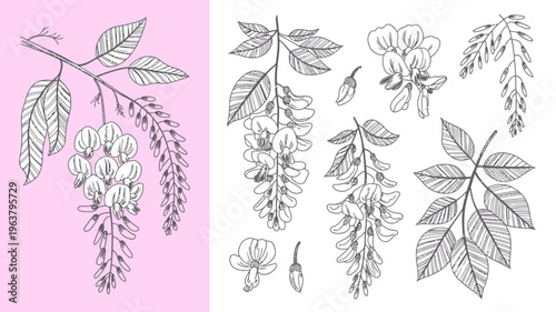 A delicate botanical illustration displays various wisteria and acacia floral arrangements in a vintage sketch like style high quality professional detailed modern elegant stylish clean crisp