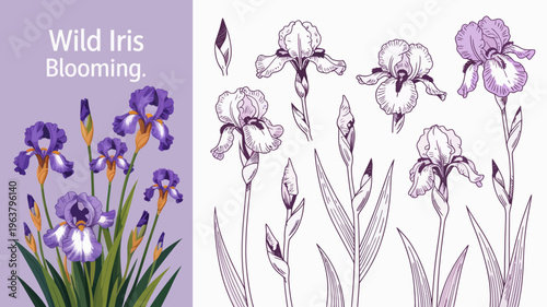 A detailed botanical illustration showcases various stages of wild iris blooms from buds to fully open flowers with accompanying leaves high quality professional modern elegant stylish