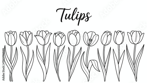 A delicate hand drawn illustration showcases a row of various tulip blooms and slender green stems against a plain white background high quality professional detailed modern