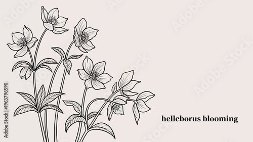 A delicate botanical illustration features several helleborus flowers and leaves in a graceful monochrome line drawing style high quality professional detailed modern elegant stylish clean crisp