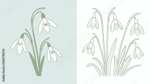 A split composition showcases snowdrop flowers presented in a color illustration on the left and a black and white line drawing on the right high quality
