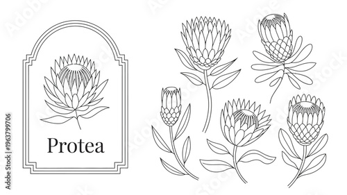 A vintage style botanical illustration features various protea flowers within an arched frame labeled with the plant s name high quality professional detailed modern elegant stylish