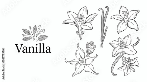 A detailed monochromatic illustration showcases various stages of vanilla orchid blossoms and a vanilla bean pod high quality professional modern elegant stylish clean crisp vibrant colorful