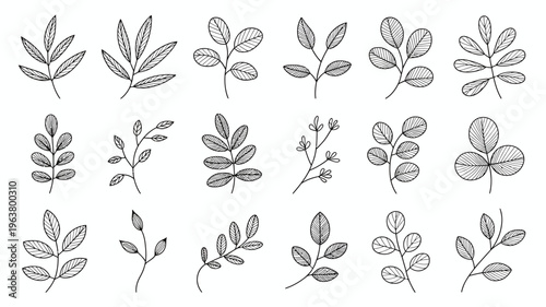 A collection of delicately drawn botanical leaves in varying shapes and sizes presented as a black and white illustration high quality professional detailed modern elegant stylish