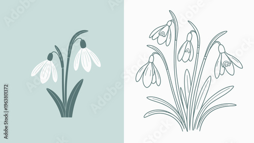 A split composition showcases snowdrop flowers in a minimalist style with one side colored and the other as a line drawing high quality professional detailed modern