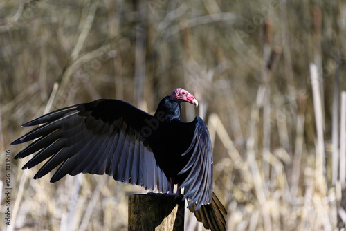 Vulture