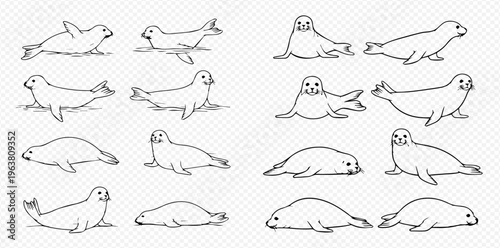 Set of cute seal and sea lion line art illustrations in various poses, marine mammal vector drawings.