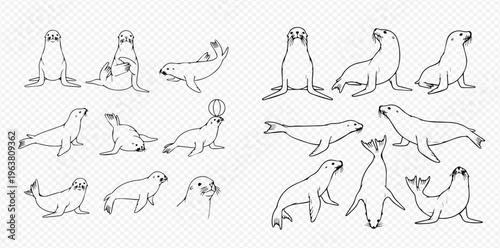 Set of hand-drawn sea lion and seal illustrations in various poses, black and white line art.