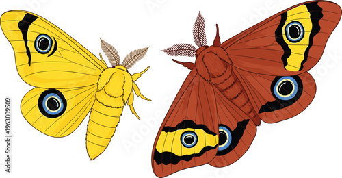 Detailed Illustration of Colorful Yellow and Red Moths with Unique Eye Patterns for Nature, Insect, and Wildlife Design Projects