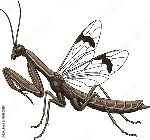 Detailed Illustration of a Praying Mantis with Wings and Sharp Claws for Insects, Wildlife, and Nature Design Projects