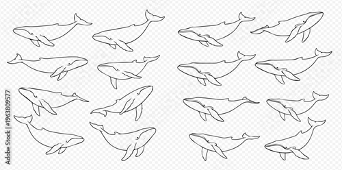 Set of various hand-drawn whale line art illustrations on a transparent background, perfect for marine life designs.