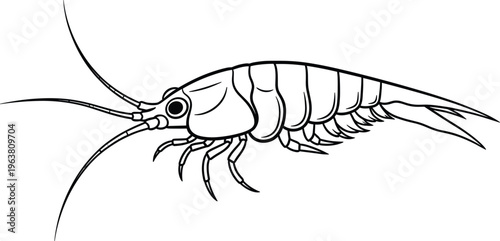 Detailed Line Art Illustration of a Shrimp with Long Antennae and Segmented Body for Marine Life, Aquatic, and Insect Design Projects