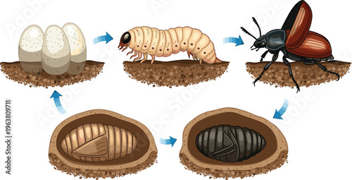 Canvastavla Illustration of Insect Lifecycle Showing Stages from Eggs to Adult for Entomolog