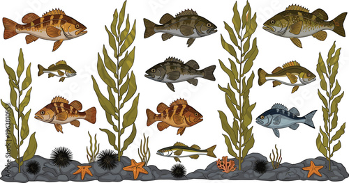 Detailed Underwater Scene with Various Fish, Kelp, Starfish, and Rocks for Marine Life, Aquatic, and Ocean Design Projects