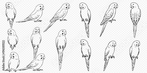 Set of hand-drawn budgerigar parrots in various poses, black and white sketch illustration.