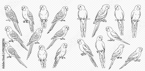 Set of hand-drawn parakeets in various poses, black and white line art illustration.