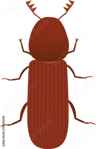 A detailed vector illustration of Rhyzopertha dominica, a major pest affecting stored grains worldwide.