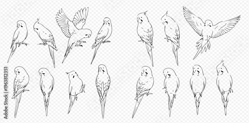 Set of hand-drawn budgerigar parrots in various poses, detailed sketch illustration on transparent background.