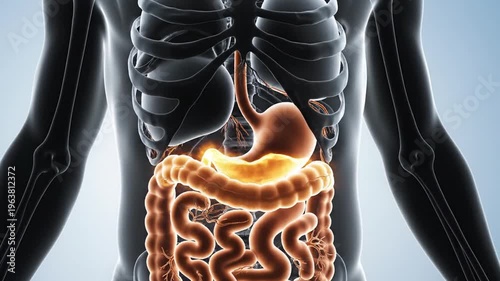 Human torso highlighting digestive system organs. Educational materials, science articles, medical presentations, anatomy lessons, health brochures, biology textbooks, and digital illustrations.