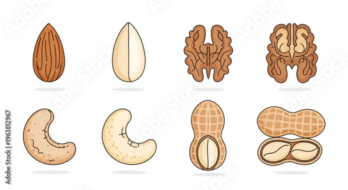Illustration of various nuts on white background including almonds and walnuts